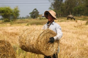 Rơm cuộn ngoài đồng