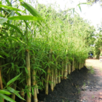 Tre Trúc Nam Bộ – Công ty chuyên cấp giống cây tầm vông tại Sài Gòn